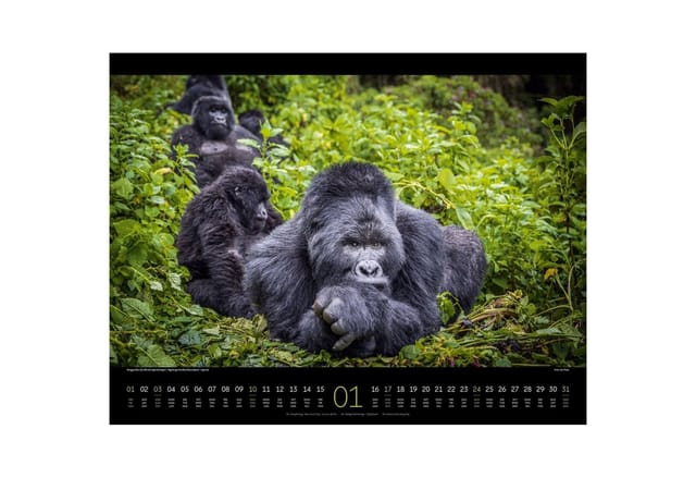Ackermann Wandkalender Wildes Afrika Kalender 2027
