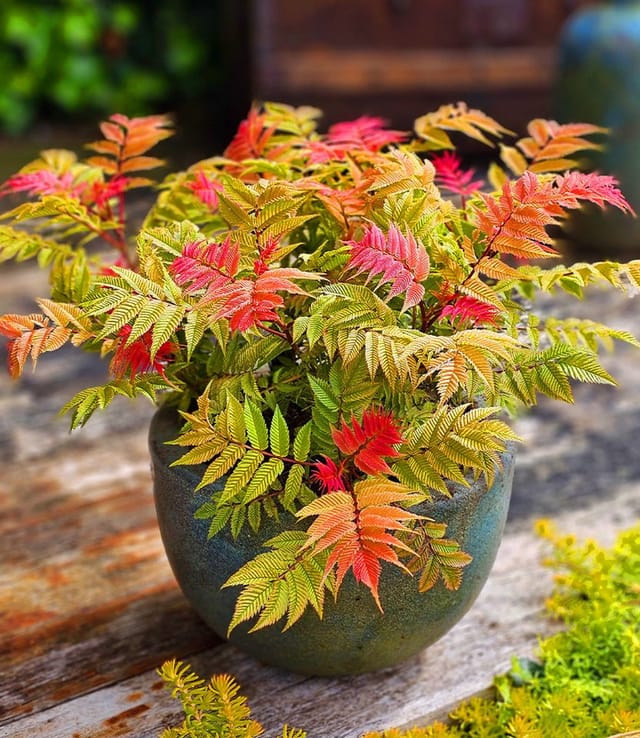 BALDUR Garten Zierstrauch Fiederspiere 'Crimson Feather®', 1 St., Fiederspiere,winterhart, farbenprächtiges Laub, kompakt