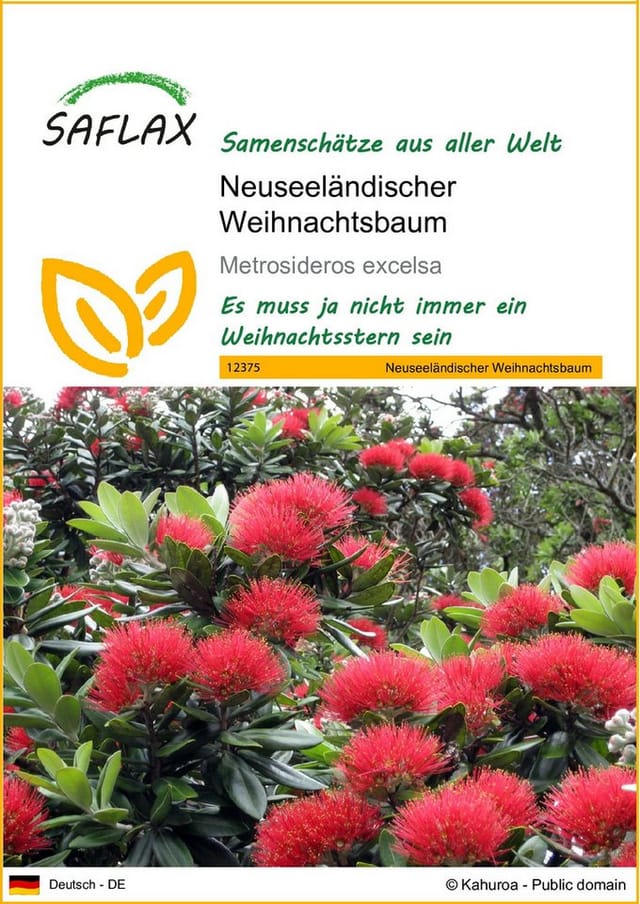 SAFLAX Blumensamen SAFLAX - Samen - Neuseeländischer Weihnachtsbaum