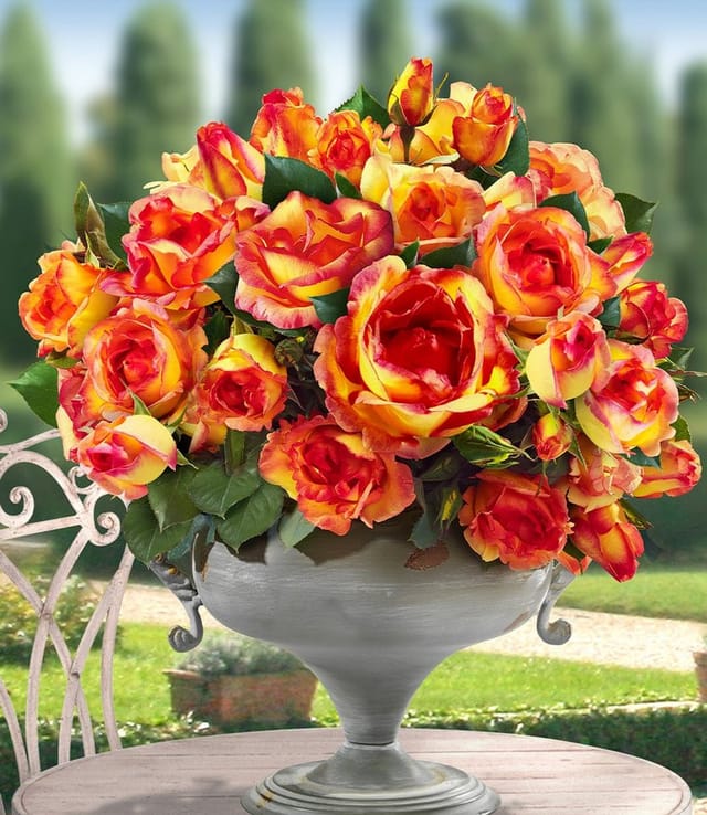 BALDUR Garten Kletterpflanze Kletter-Rose 'Parure d'or®', 1 St., Kletterpflanze,duftend,winterhart, mehrjährig, pflegeleicht