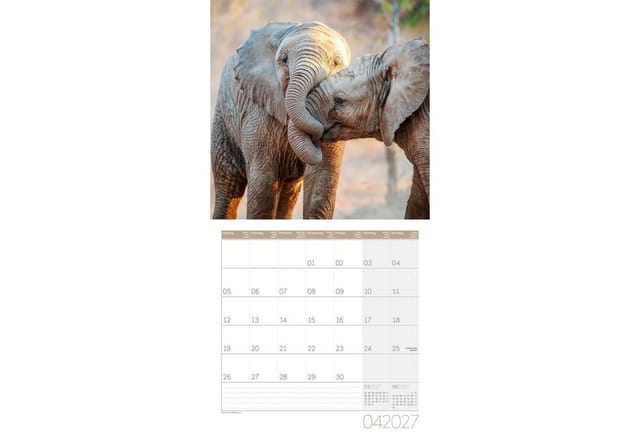 Ackermann Wandkalender Elefanten Kalender 2027 - 30x30 - Art12