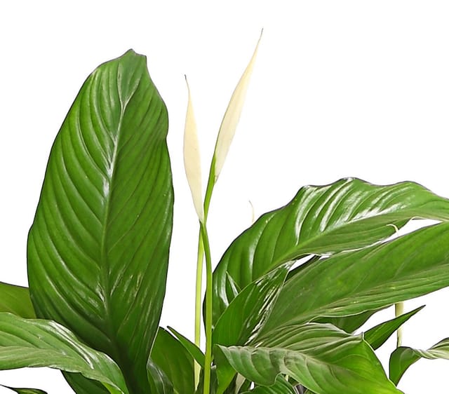 Dehner Zimmerpflanze Einblatt Air So Pure®, Spathiphyllum wallisii Bingo, 60-65 cm, luftreinigend, pflegeleicht, weiße Blüten