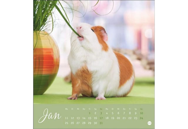 HEYE Wandkalender Kuschelige Meerschweinchen Postkartenkalender 2027