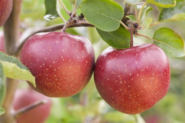 Pflanzen für Dich Obstpflanze Terrassenobst Zwergobst Sorten im, 1 St., Terrassenobst, Zwergobst, kompakt, ertragreich