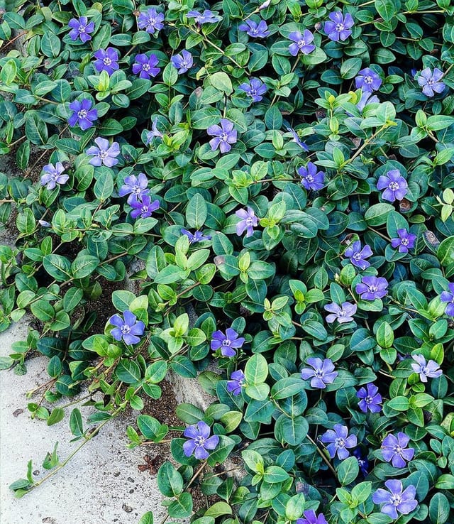 BALDUR Garten Bodendecker Vinca minor 'Blau', 18 St., Kleines Immergrün, winterhart, mehrjährig, pflegeleicht, robust