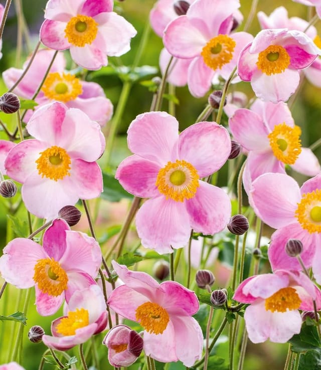 BALDUR Garten Staude Rosa Herbst-Anemone, 6 St., Herbstanemonen, winterhart, lange Blütezeit, bienenfreundlich