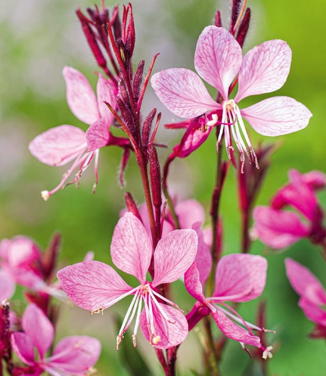 BALDUR Garten Staude Prachtkerze - Gaura 'Pink', 6 St., Schmetterlings-blüten, winterhart, pflegeleicht