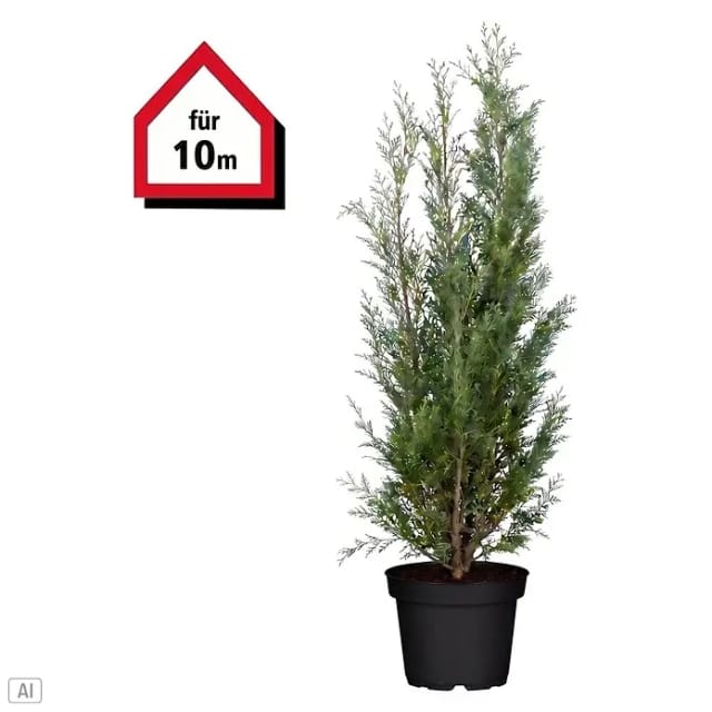Piardino Blaue Scheinzypresse (Chamaecyparis lawsoniana 'Columnaris', Aktuelle Wuchshöhe: 130 cm - 140 cm)