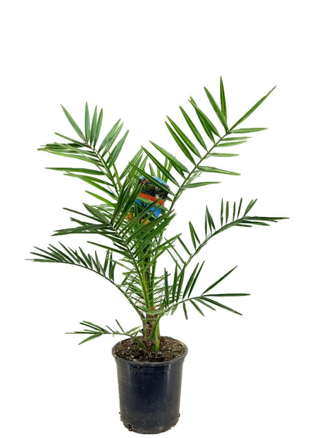 Dattelpalme Phoenix canariensis, Topf 19 cm