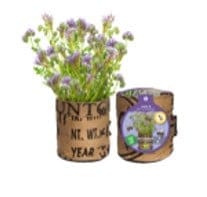 Baza Seeds Nützlingsblumen Nigelle