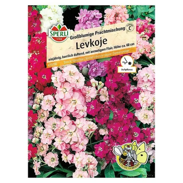 Sperli Levkoje Großblumige Prachtmischung