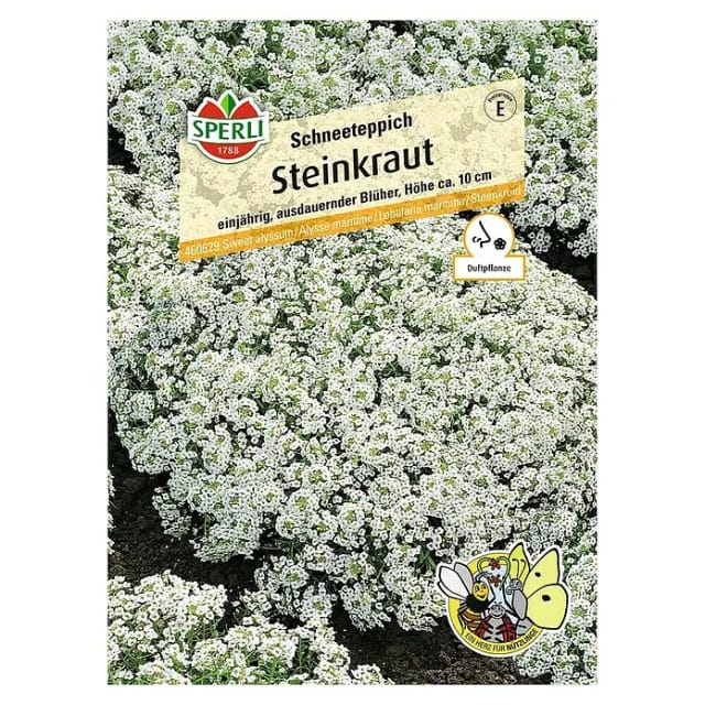 Sperli Steinkraut Schneeteppich
