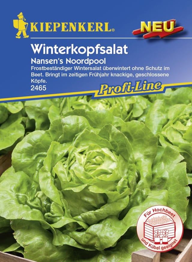 Kiepenkerl Winterkopfsalat Nansen's Noordpool ca. 90 Pflanzen