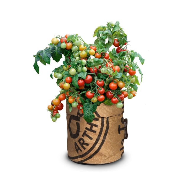 Baza Seeds Kitchengarden Strauchtomate Bio Koralik