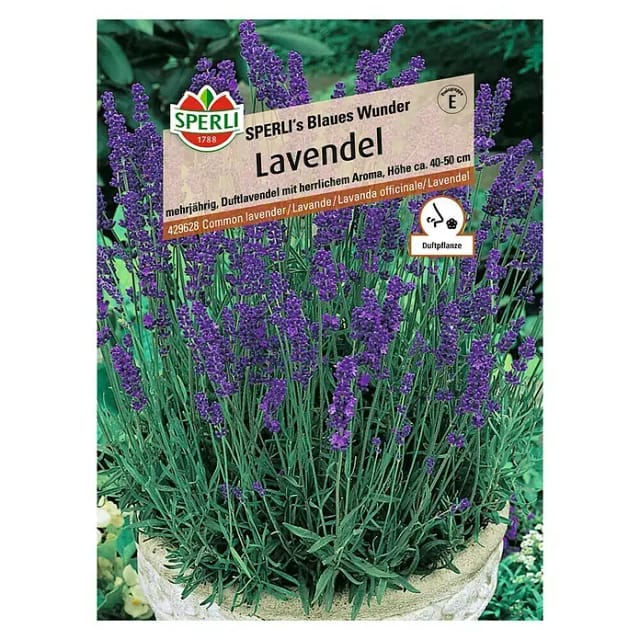 Sperli Lavendel Sperli 's Blaues Wunder