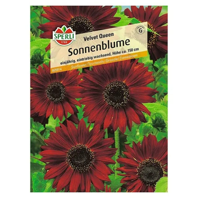 Sperli Sonnenblume Velvet Queen