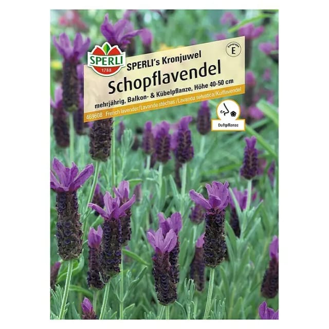 Sperli Schopflavendel SPERLI's Kronjuwel