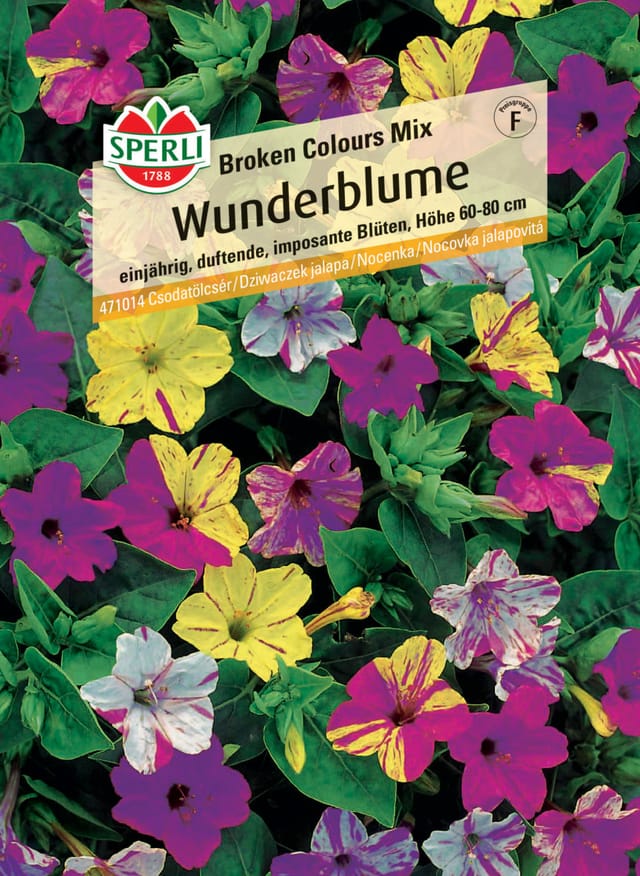Sperli Wunderblume Broken Colours Mix