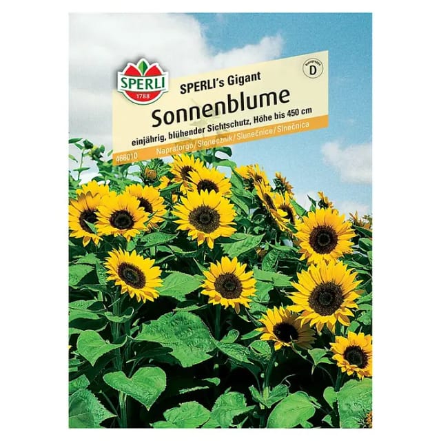 Sperli Sonnenblume SPERLI's Gigant