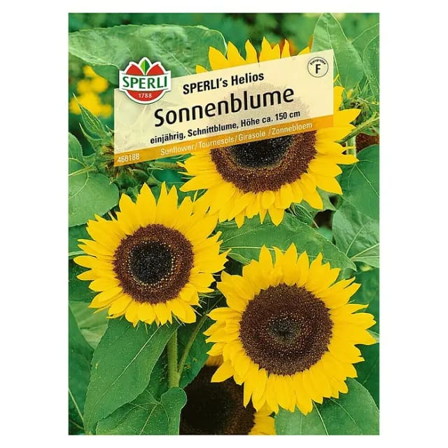 Sperli Sonnenblume SPERLI's Helios