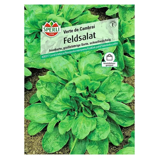 Sperli Feldsalat Verte de Cambrai
