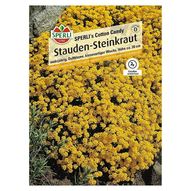 Sperli Stauden-Steinkraut SPERLI's Cotton Candy