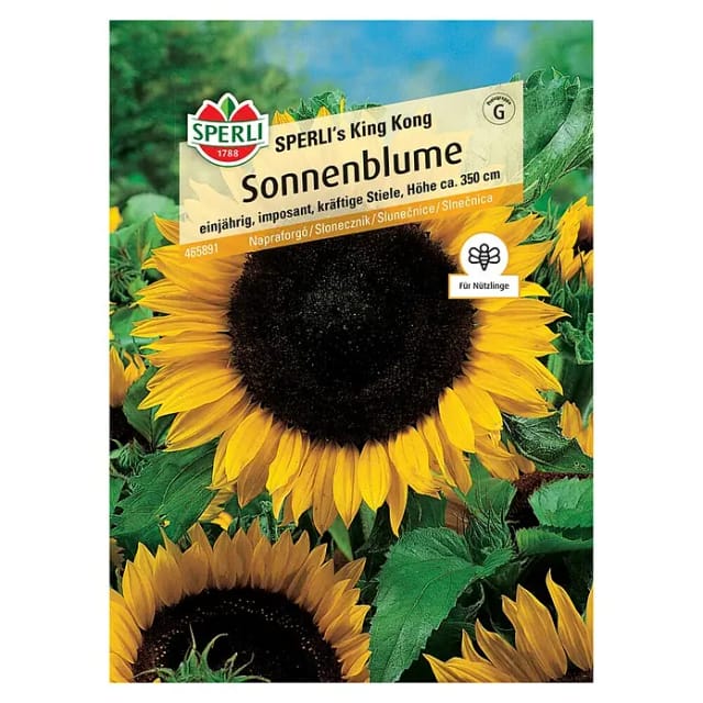 Sperli Sonnenblume SPERLI's King Kong