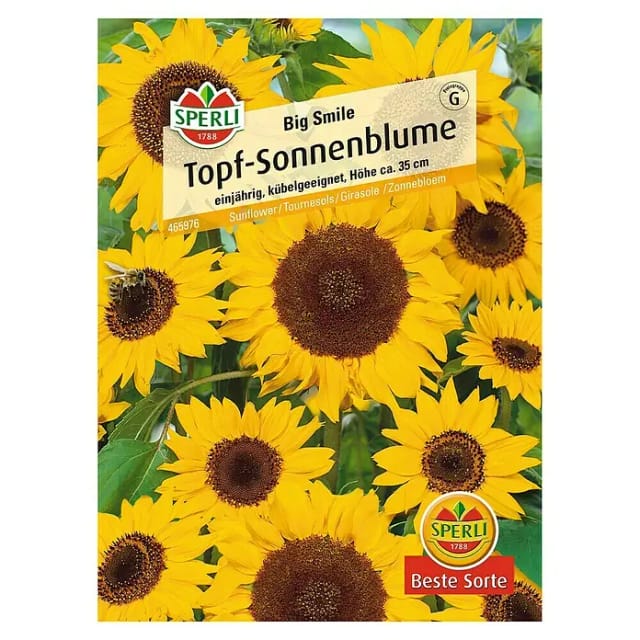 Sperli Topfsonnenblume Big Smile