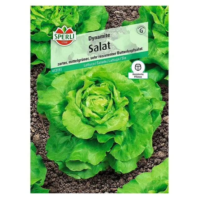 Sperli Kopfsalat Dynamite