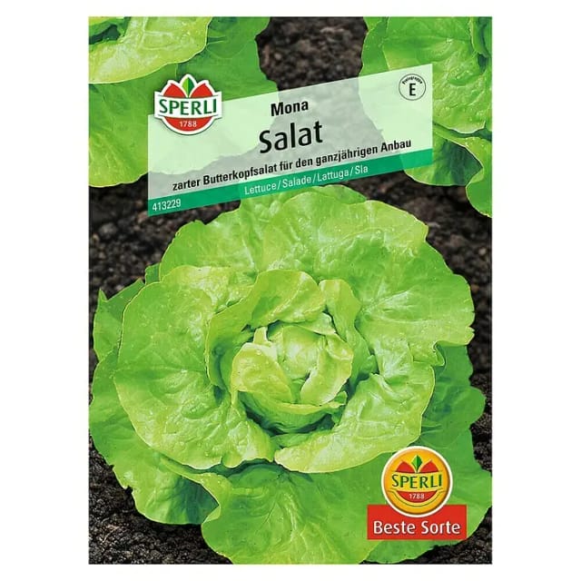 Sperli Kopfsalat Mona