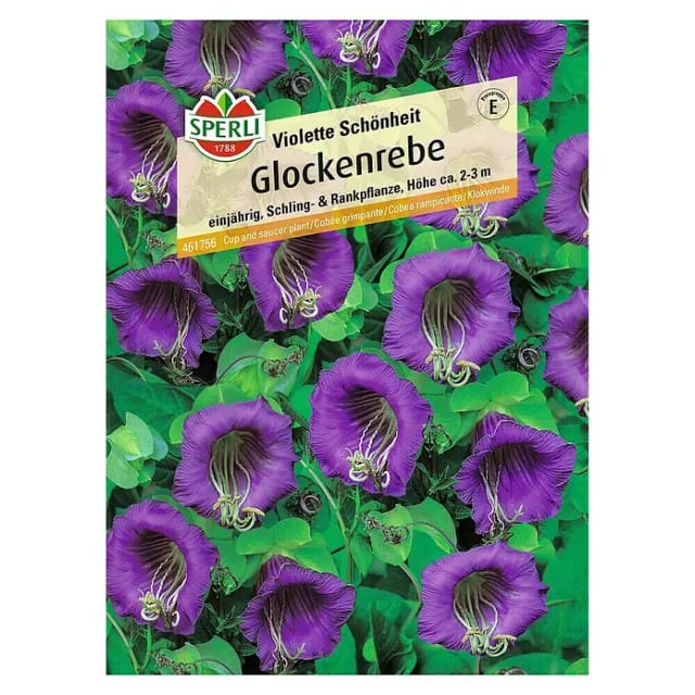 Sperli Glockenrebe Violette Schönheit