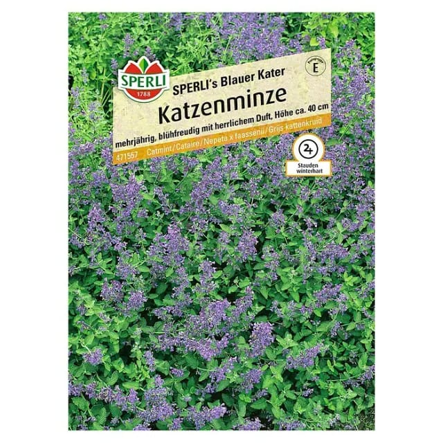 Sperli Katzenminze Sperli's Blauer Kater