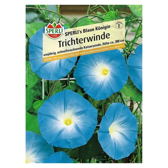 Sperli Kaiserwinde Sperli's Blaue Königin