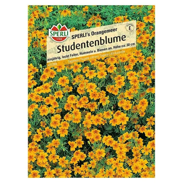 Sperli Studentenblume Sperli's Orangemeer