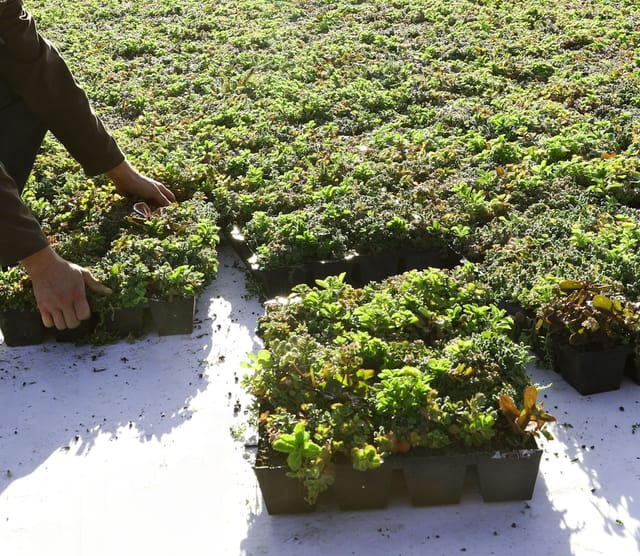 Plantile Dachbegrünungs-Komplettset mit Folie und Vlies für 5 m² Dachfläche