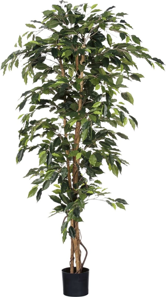 Mica Kunstpflanze Ficus grün im Topf 180 x 100 cm