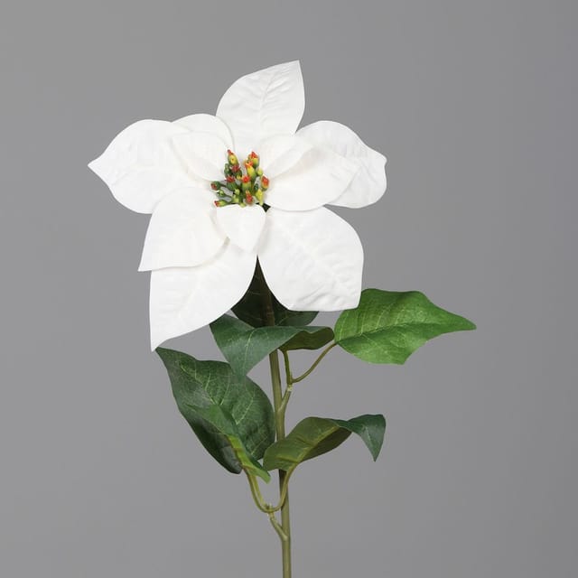 DPI Poinsettia creme 55 cm