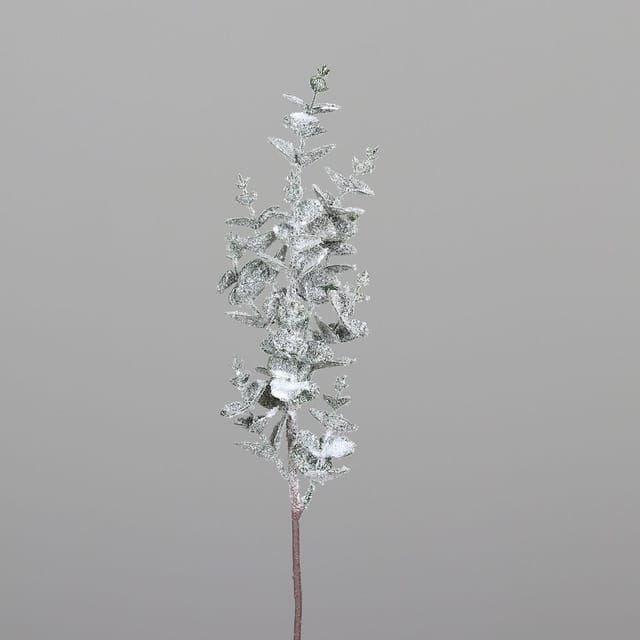 DPI Eukalyptus beeist 50 cm