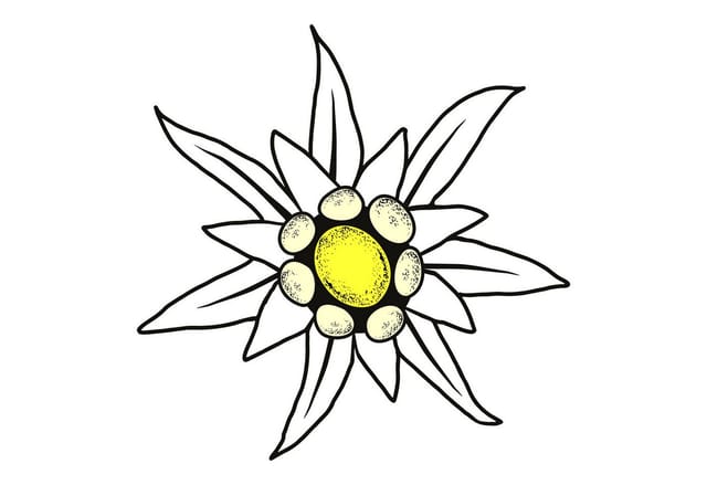Hermann Schütz Aufkleber Edelweis 80x80mm