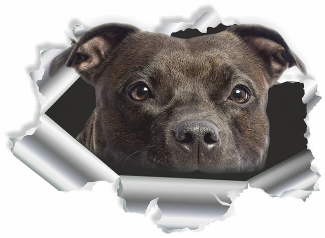 Hermann Schütz Aufkleber Einschussloch Pitbull