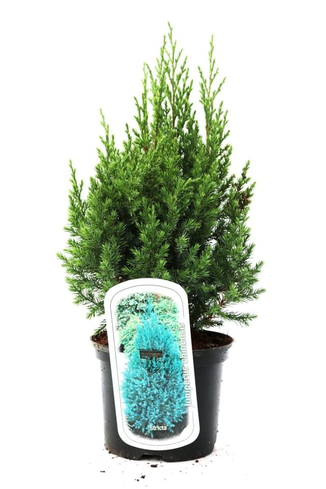 Kugelwacholder 'Stricta' 2 L Container