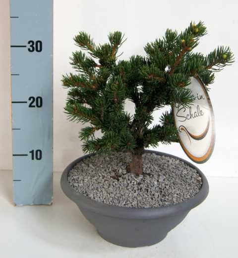 Edelkonifere in Schale 20-25 cm 3,5 l Container