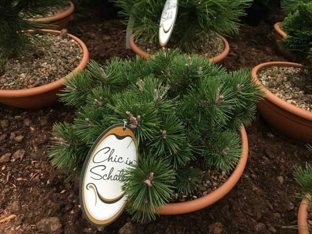Edelkonifere in Schale 30-50 cm 6 l Container