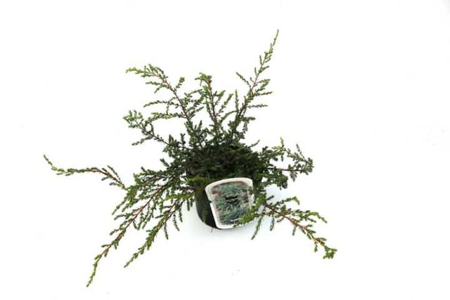 B&L Grüner Zwergwacholder 'Repanda' 2 L Container