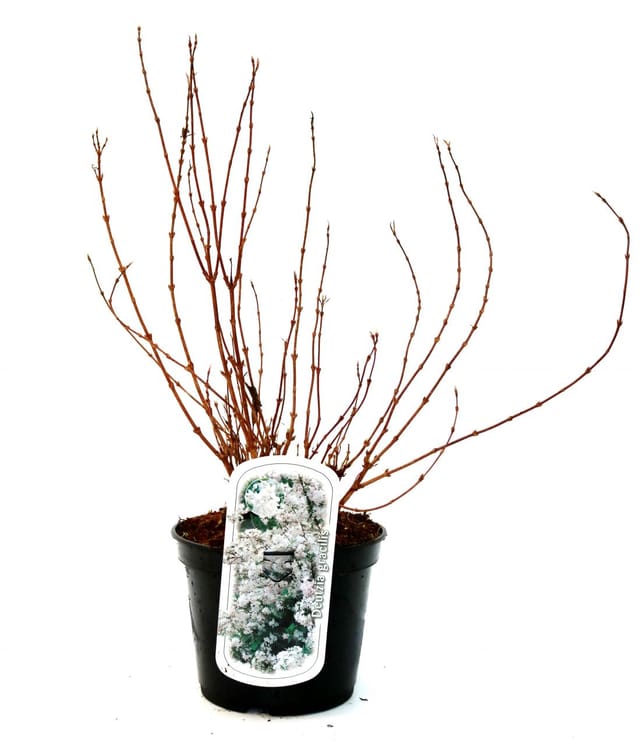 Maiblumenstrauch 3 l Container