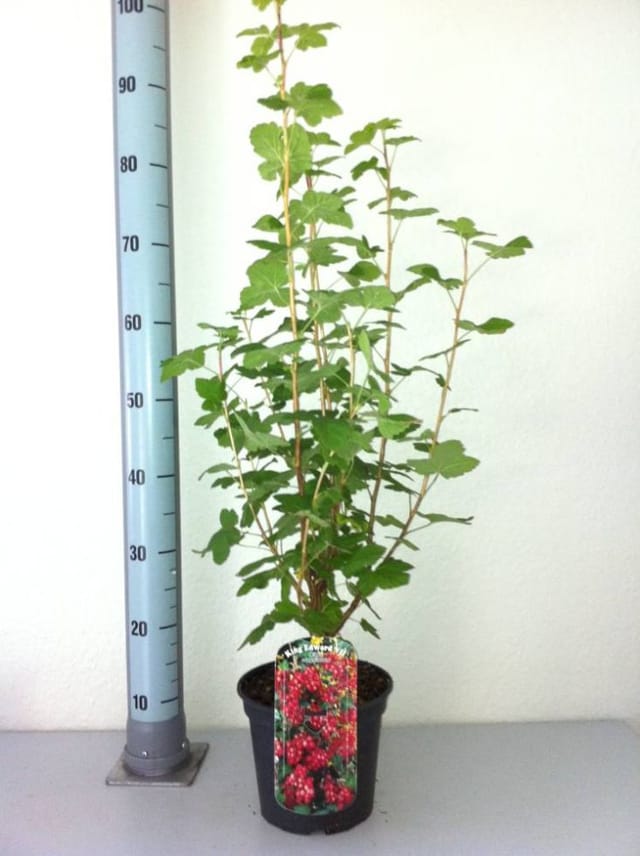 Blutjohannisbeere King Edward 3 l Container