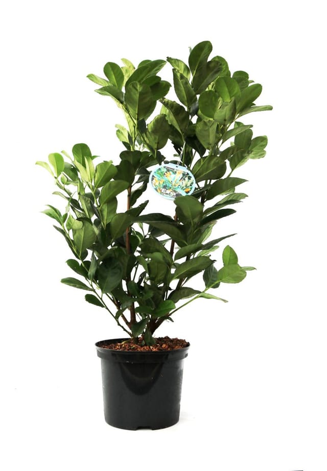Kirschlorbeer 'Etna' 5 l Container, 45 - 50 cm