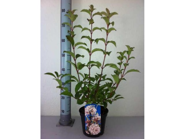 Winterschneeball 3 l Container, 60-80 cm hoch