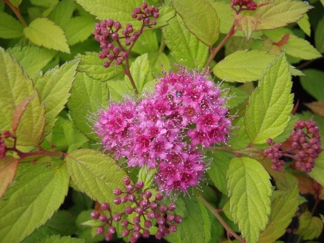 Sommerspiere 11 cm Topf