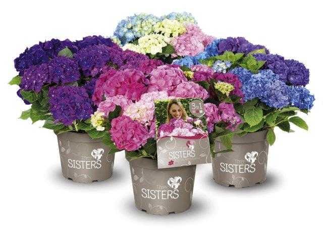Bauernhortensie Three Sisters 6 l Container